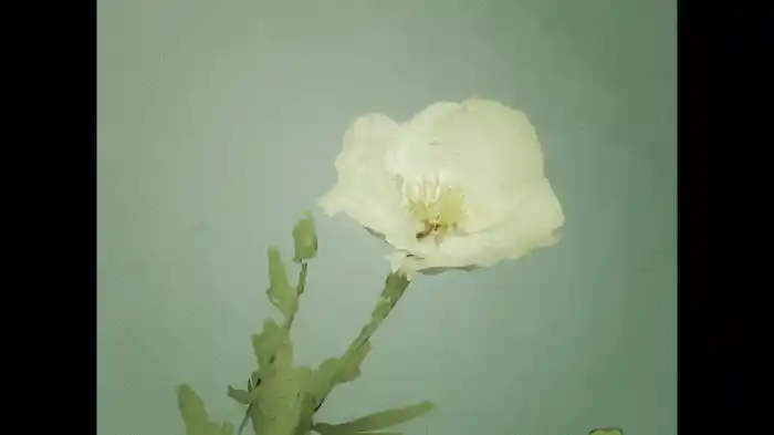 the gentle undoing (Visualizer)