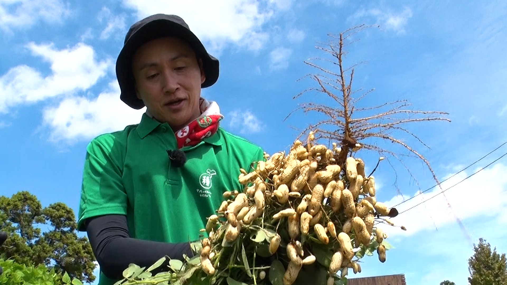 第194回 こじファームで落花生を大収穫！