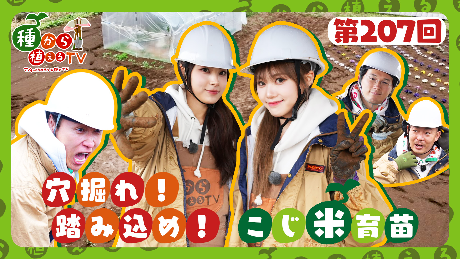 第207回 ザ・マミィ＆RINKA・MOMOKA(GPP)またまた穴掘り！1からお米の苗を育てられるか!?