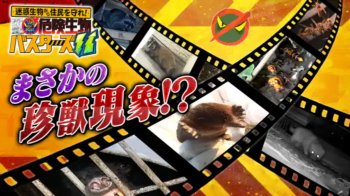 猛毒スズメバチVS凄腕バスター&急増!凶暴クマ