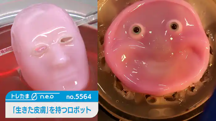 「生きた皮膚」を持つ顔型のロボット【トレたまneo】（2024.07.11）