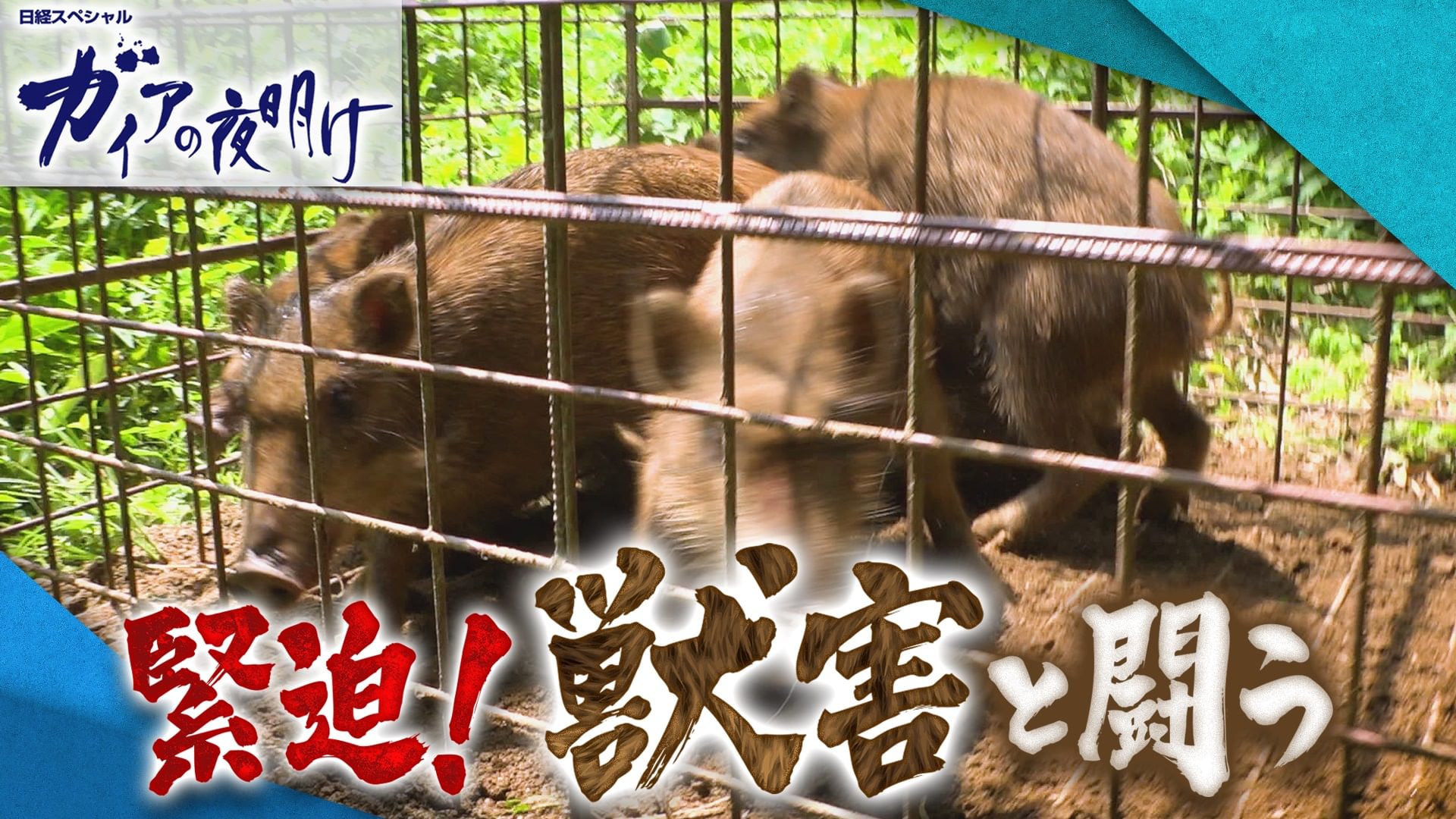 緊迫！獣害と闘う