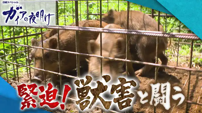 緊迫!獣害と闘う