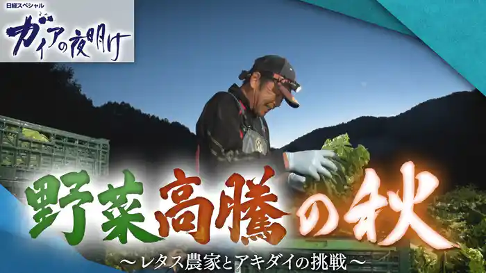 野菜高騰の秋 ~レタス農家とアキダイの挑戦~