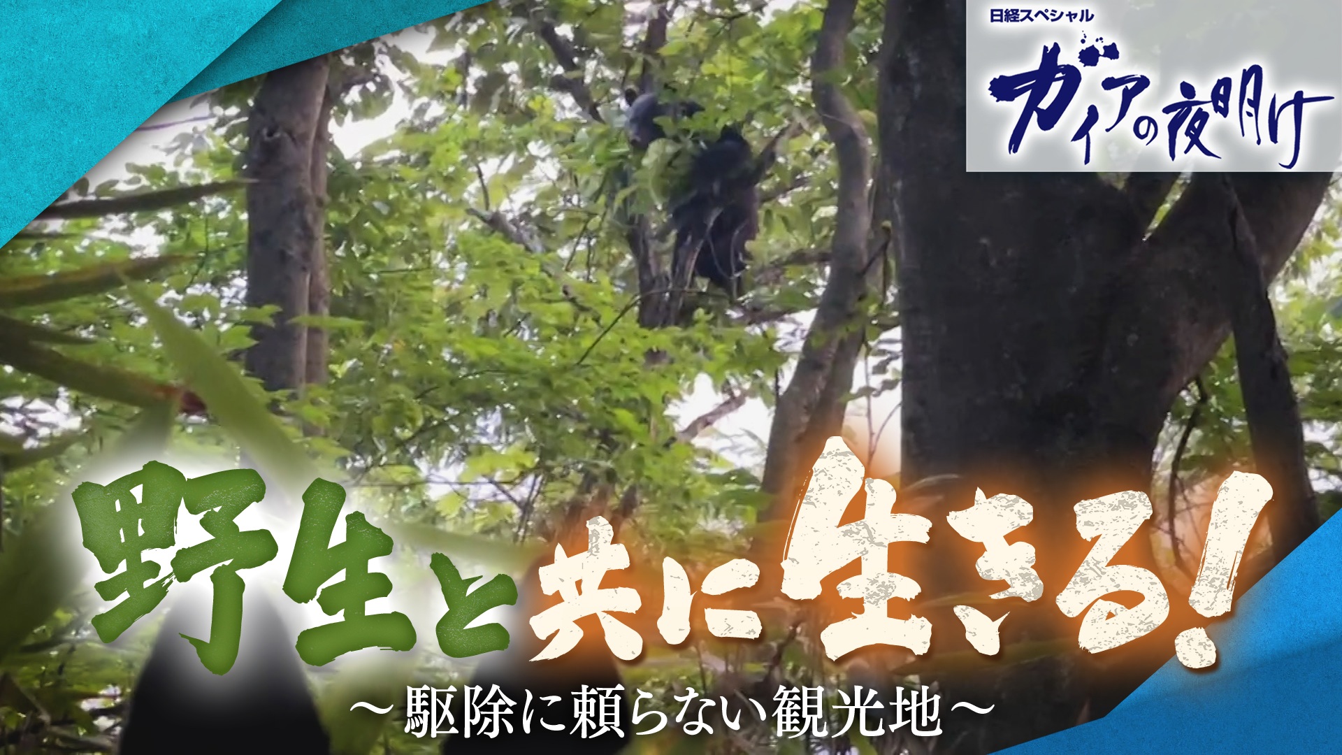 野生と共に生きる！ ～駆除に頼らない観光地～