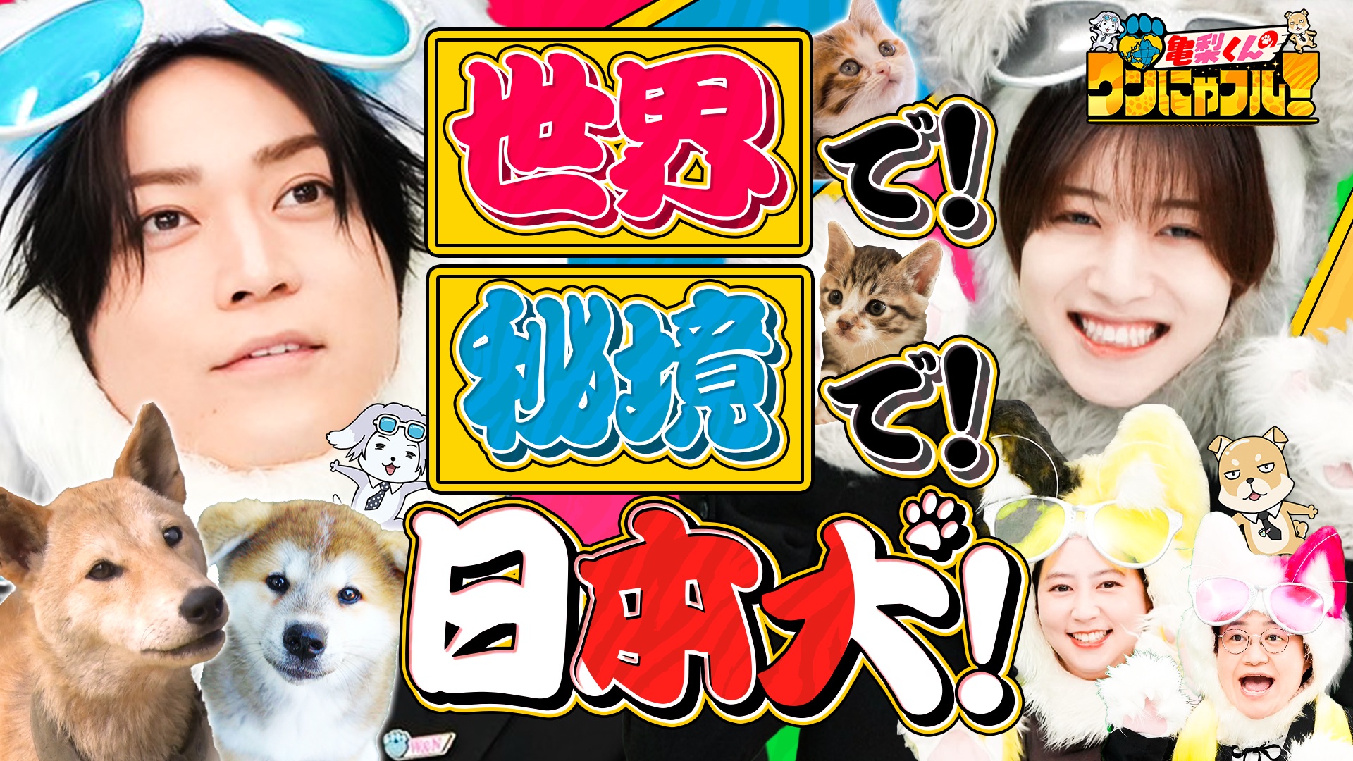 MC：亀梨和也！【なぜ世界で秘境で日本犬SP】イタリア秋田犬＆広島山奥犬