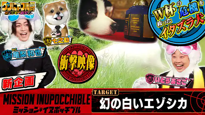 MC：亀梨和也！現存率0.1％以下！幻の白エゾシカ探し＆W杯救った犬