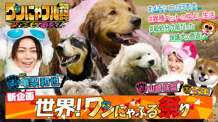 MC：亀梨和也！カナダ衝撃ワンちゃん祭り＆なぜメキシコに日本犬？