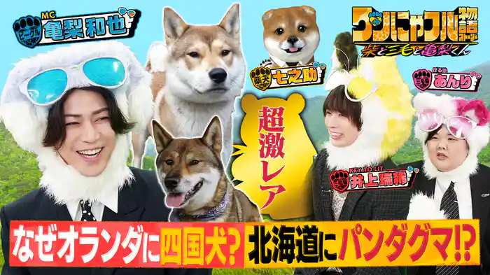 MC：亀梨和也！なぜオランダに四国犬？北海道にパンダ熊？