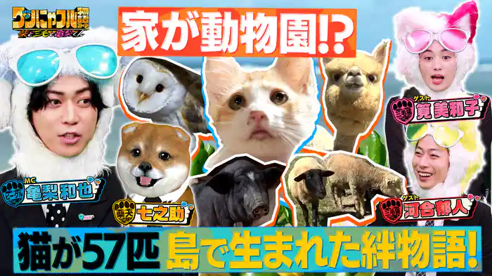 MC：亀梨和也！保護猫57匹!?アルパカ10頭!?大家族SP
