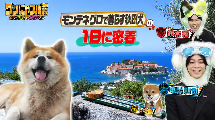 MC：亀梨和也！ナゼ日本人がいない国に日本犬!?赤ちゃん川上犬