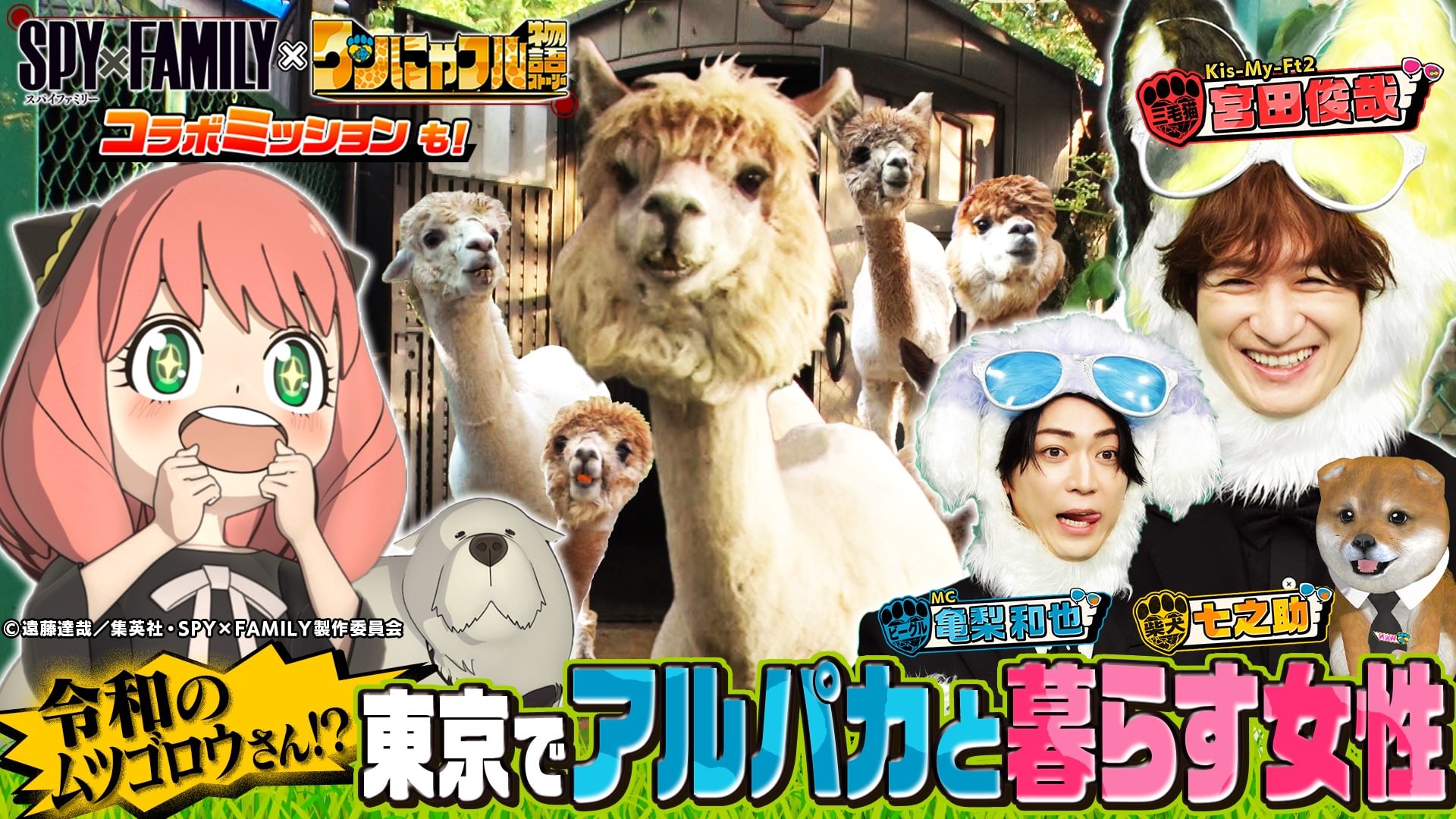 MC：亀梨和也！東京でアルパカ!?令和のムツゴロウ＆もののけ姫