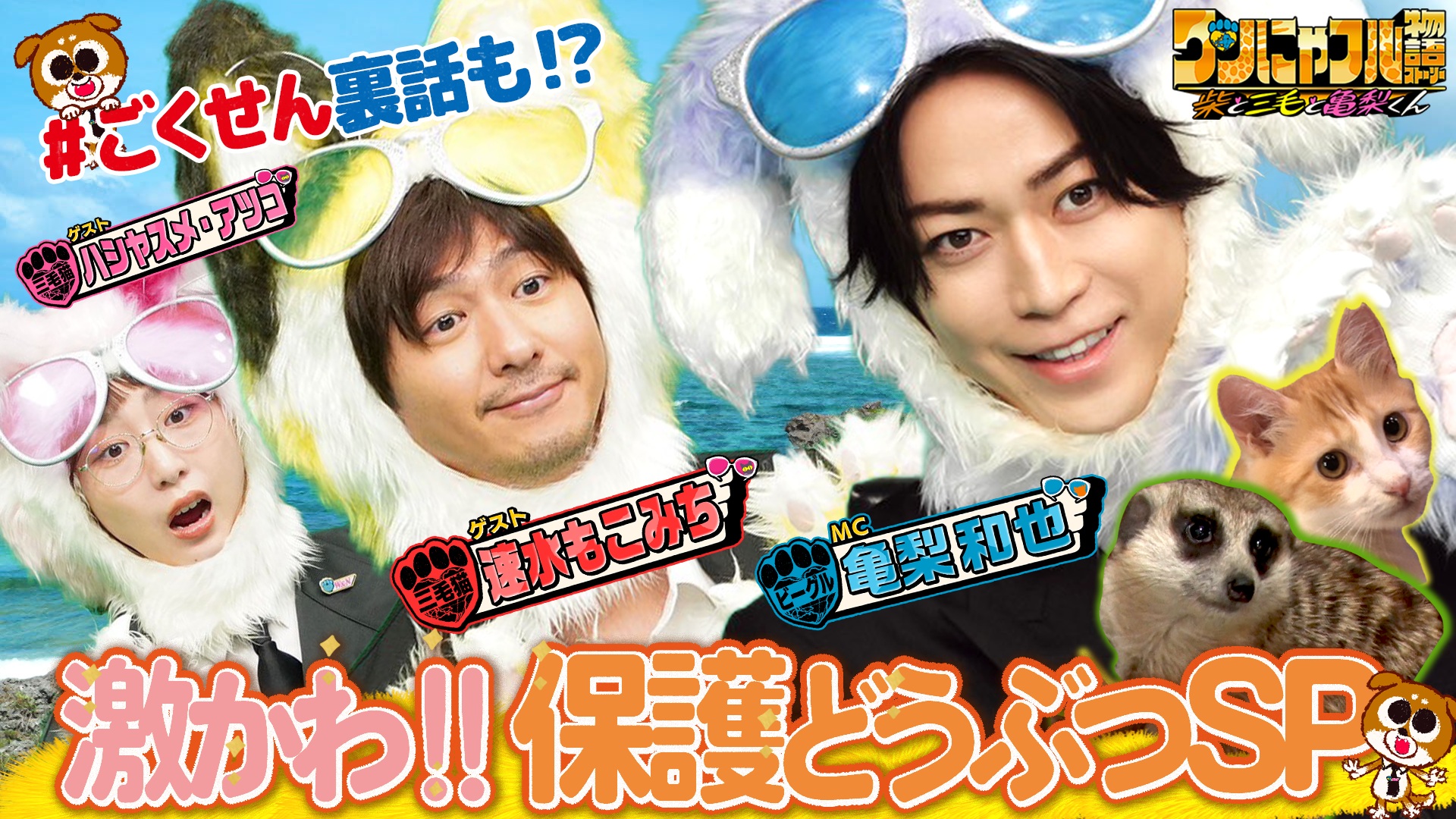 MC：亀梨和也！子猫モグの別れin保護猫57匹ハウス＆ベランダにヤギ