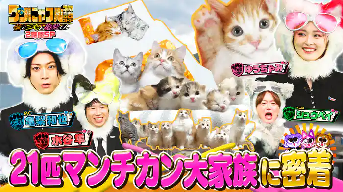 MC:亀梨和也!21匹激かわマンチカン大家族&遭難少女を助けた犬