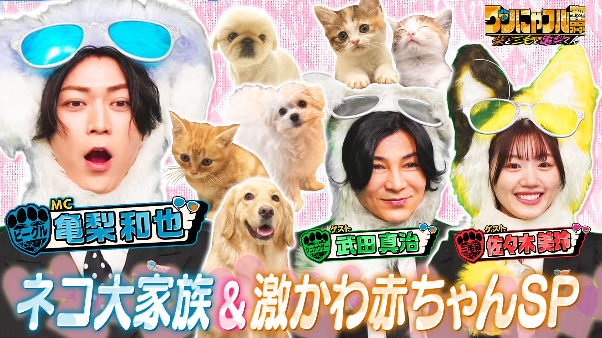 MC：亀梨和也！赤ちゃん猫祭り！保護猫70匹ハウス＆余命80日を救った犬