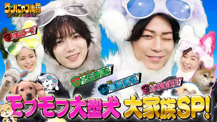 MC：亀梨和也！モフモフ！大型プードル大家族＆自宅アルパカ10頭夫婦