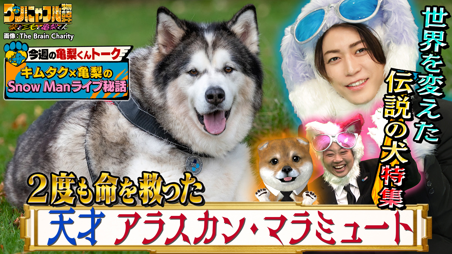 MC：亀梨和也！2度命を救った伝説犬＆海外で柴犬が大人気なぜ？