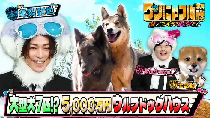MC：亀梨和也！大型犬７匹!?5000万円ウルフドッグハウス＆あさま山荘伝説犬
