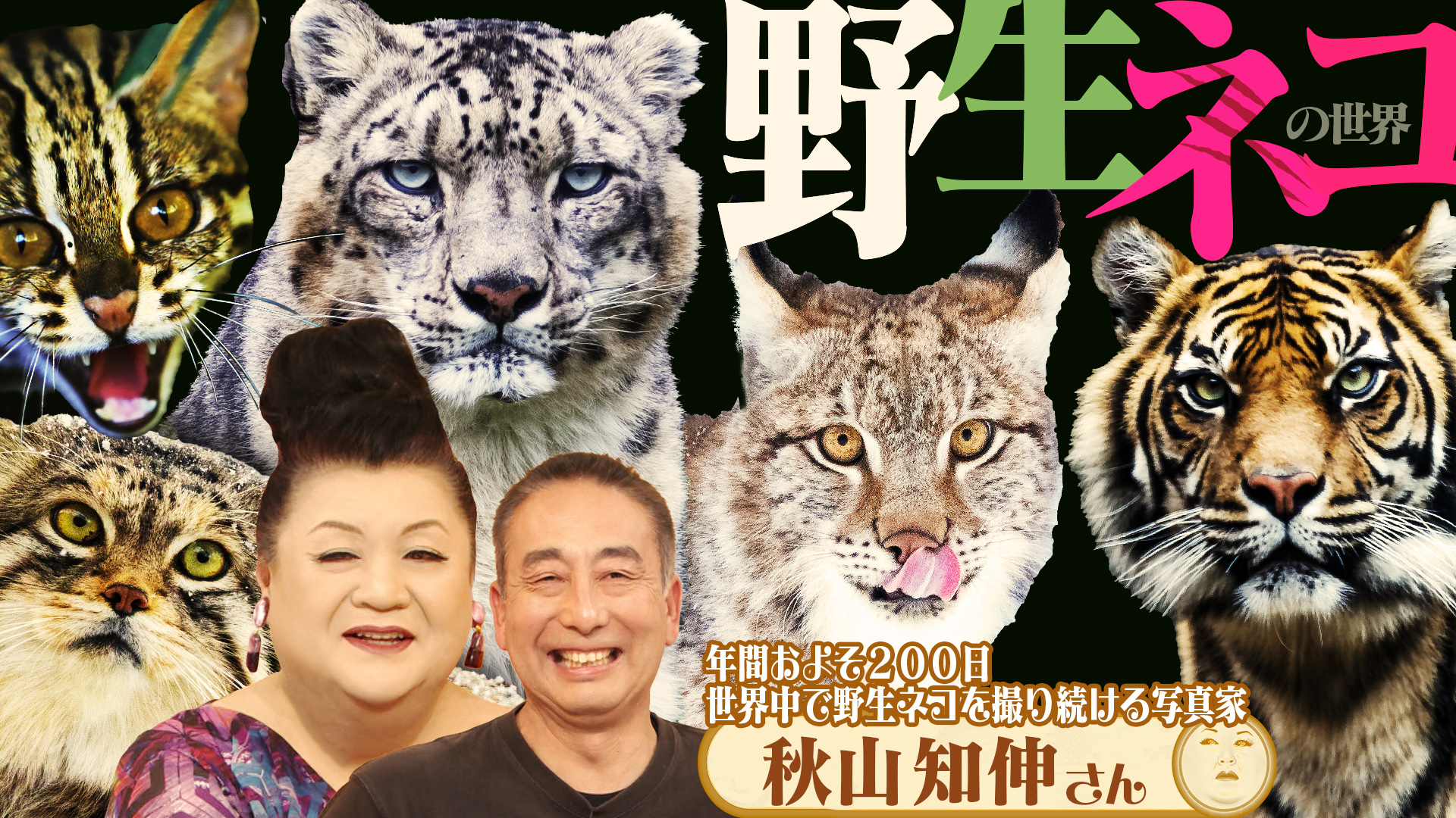 #507 前半「野生ネコの世界」