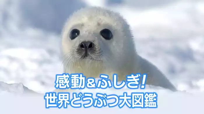感動&ふしぎ!世界どうぶつ大図鑑