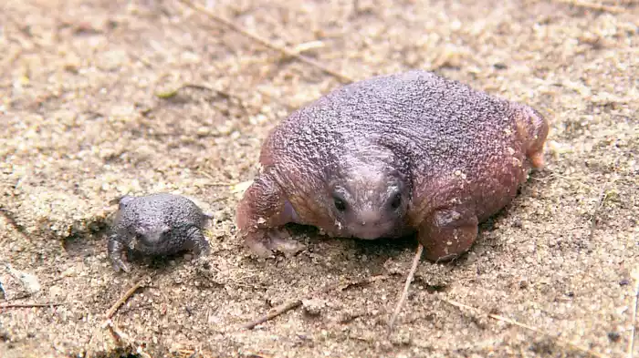 #2 オーストラリアの想像の斜め上を行く動物たち(オーストラリア2)