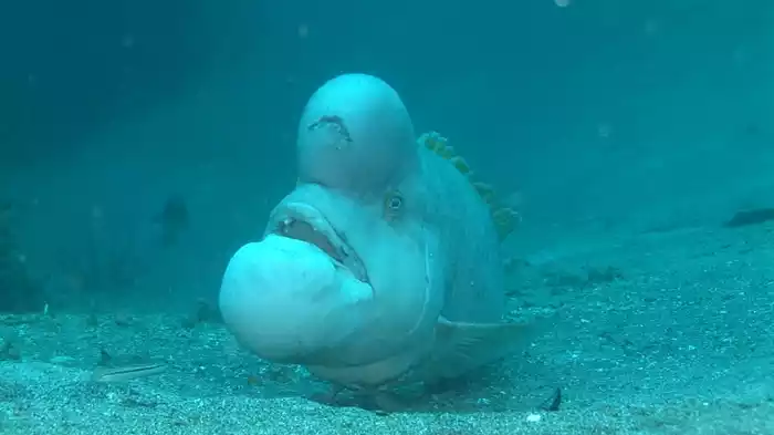 #8 日本にもいた!想像の斜め上を行く動物たち(日本3)
