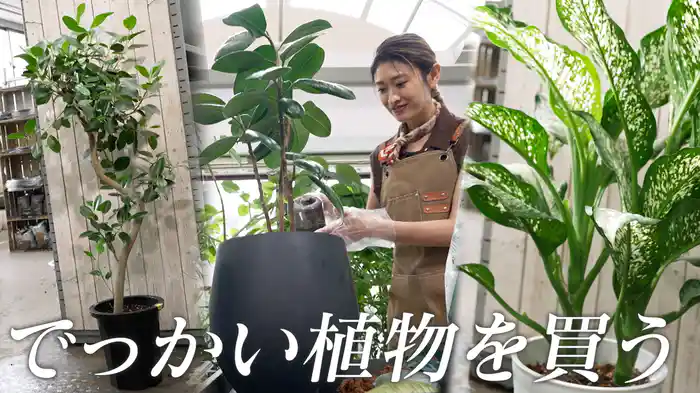 #167 山田優、でっかい植物を買う