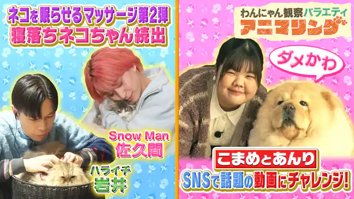 #9 松本若菜と俳優犬・暖くんの再会！Snow Man佐久間が挑む猫マスターへの道