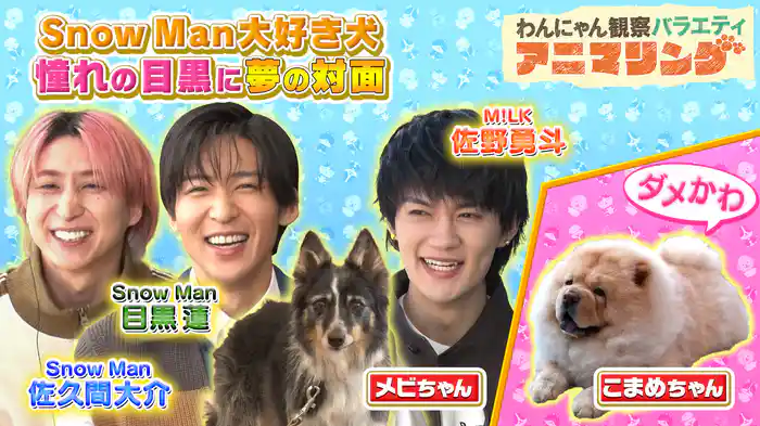 #11 Snow Man大好き犬に目黒が対面！佐久間がこまめとチャレンジ動画に挑戦！