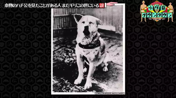 #286 本物のハチ公を見たことがある人､まだギリこの世にいる説 ほか